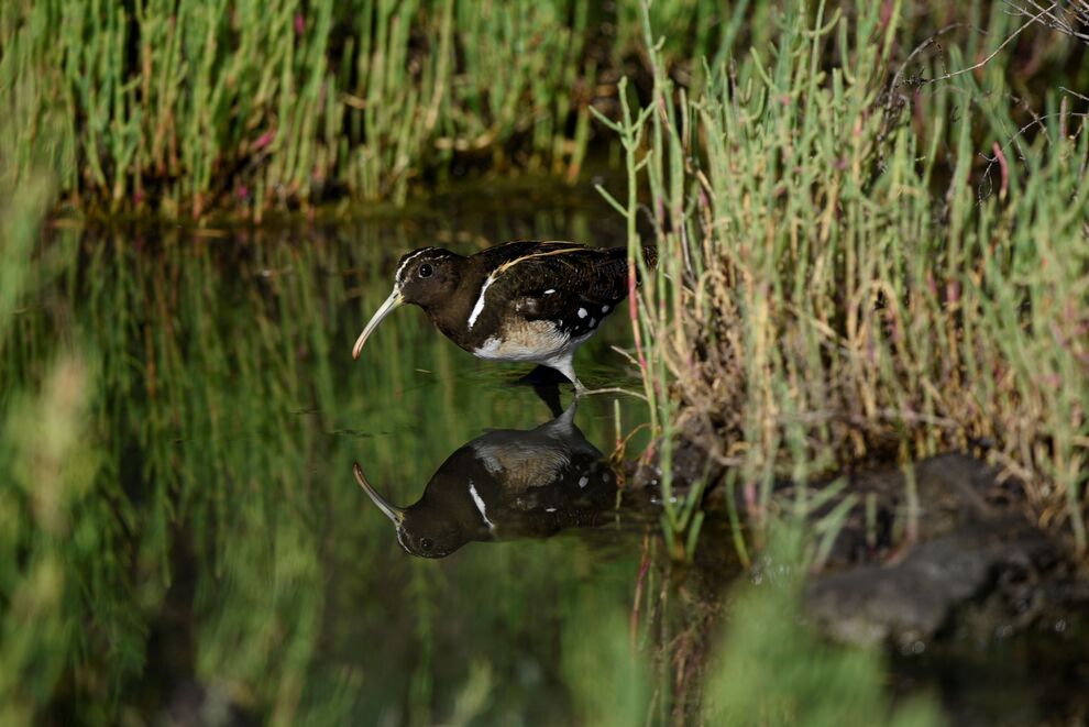 Cordoba y su biodiversidad estrategias para conservar nuestro patrimonio natural 1